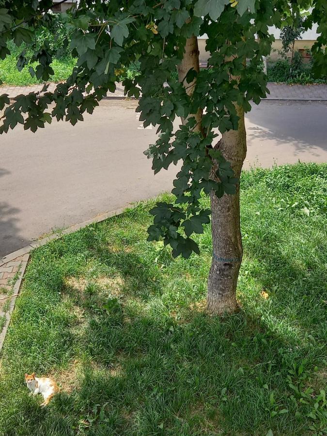 Alma Apartament Piatra Neamţ Esterno foto